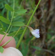 Vicia tetrasperma