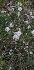 Calytrix