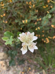 Xanthosia rotundifolia