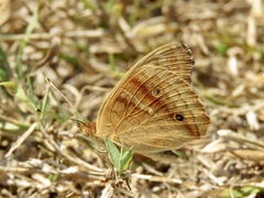 Junonia zonalis