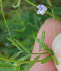 Vicia tetrasperma