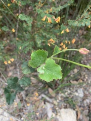 Xanthosia rotundifolia