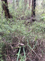 Hibbertia furfuracea