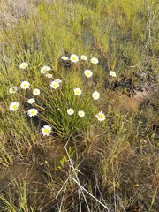 Allittia cardiocarpa