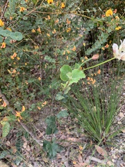 Xanthosia rotundifolia
