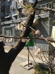 Prunus pseudocerasus