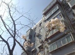 Prunus pseudocerasus