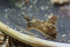 Polycera melanosticta