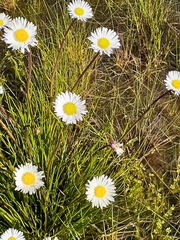 Allittia cardiocarpa