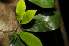 Atractocarpus benthamianus