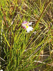 Allittia cardiocarpa