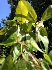 Phytolacca americana