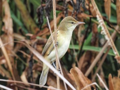 Acrocephalus orientalis