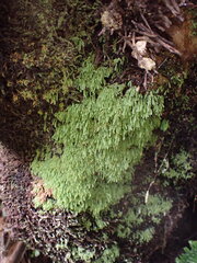 Hymenodon pilifer