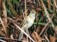 Acrocephalus orientalis
