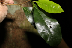 Atractocarpus benthamianus