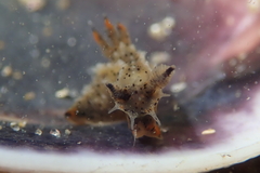 Polycera melanosticta