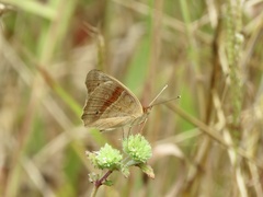 Junonia zonalis