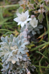 Actinotus helianthi