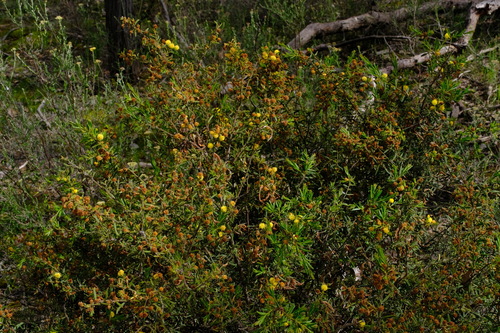 Image of Acacia aspera by (c) Peter Crowcroft, some rights reserved (CC BY)