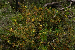 Acacia aspera