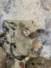 Prothalotia lehmanni