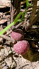 Disholcaspis globosa