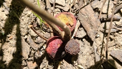 Disholcaspis globosa