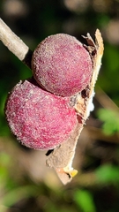 Disholcaspis globosa