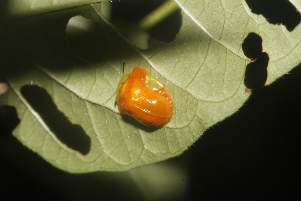 Charidotella tuberculata