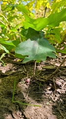 Disholcaspis globosa