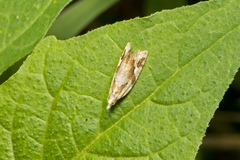 Euphona euphona