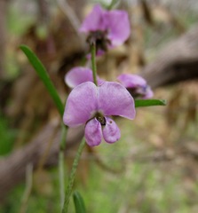 Glycine rubiginosa