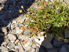 Erigeron morrisonensis