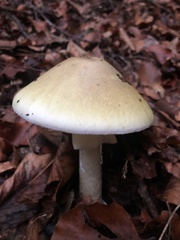 Amanita phalloides