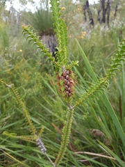 Melaleuca sparsa