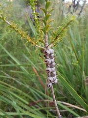 Melaleuca sparsa