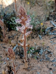 Orobanche minor