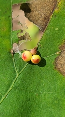 Zopheroteras sphaerula