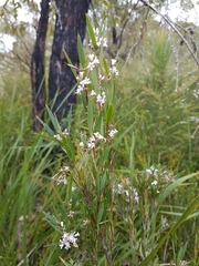 Leucopogon australis