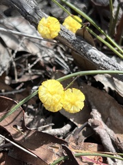 Acacia willdenowiana