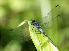 Cannaphila insularis