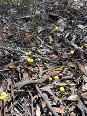 Acacia willdenowiana