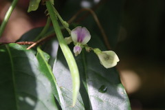 Pleurolobus gangeticus