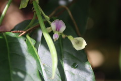 Pleurolobus gangeticus