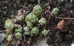 Sedum dasyphyllum