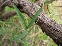 Glycine rubiginosa