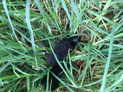 Turdus merula merula