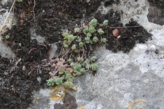 Sedum dasyphyllum