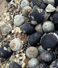 Bembicium nanum